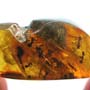 Rare Swarm Of Worker Ants In Dominican Amber