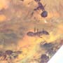 Rare Swarm Of Worker Ants In Dominican Amber