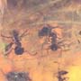 Rare Swarm Of Worker Ants In Dominican Amber
