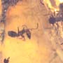 Rare Swarm Of Worker Ants In Dominican Amber