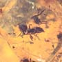 Rare Swarm Of Worker Ants In Dominican Amber
