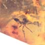Rare Swarm Of Worker Ants In Dominican Amber