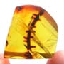 Rare Thorn In Dominican Amber