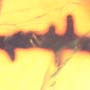 Rare Thorn In Dominican Amber.