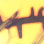 Rare Thorn In Dominican Amber.
