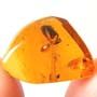 Rare Unique Bud In Dominican Amber