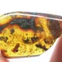 Rare Unknown Bug, Isopod And Beetle In Dominican Amber