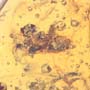 Rare Isopod, Unknown Bug And Beetle In Dominican Amber