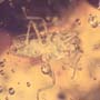 Rare Isopod, Unknown Bug And Beetle In Dominican Amber