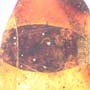 Rare Isopod, Unknown Bug And Beetle In Dominican Amber