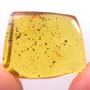 Rare Unusual Bug In Dominican Amber.