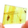 Rare Unusual Beetle And Spider In Dominican Amber