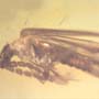 Rare Unusual Beetle And Spider In Dominican Amber