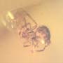 Rare Unusual Beetle And Spider In Dominican Amber
