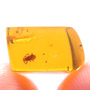 Rare Unusual Beetle In Dominican Amber