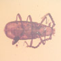Rare Unusual Beetle In Dominican Amber