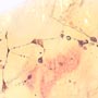 Rare Web, Mite And Leaf In Dominican Amber