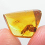 Rare Wedge-Shape Beetle In Dominican Amber