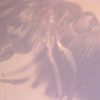 Rare Wedge-Shape Beetle In Dominican Amber