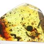 Rare Weevil And Five Bark Beetles In Dominican Amber