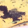 Rare Weevil And Five Bark Beetles In Dominican Amber