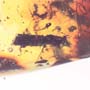 Rare Weevil And Five Bark Beetles In Dominican Amber