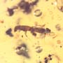 Rare Weevil And Five Bark Beetles In Dominican Amber