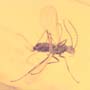 Rare Weevil And Gall Midge In Dominican Amber