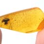 Rare Weevil In Dominican Amber