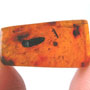 Rare Weevil In Dominican Amber