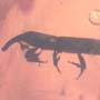 Rare Weevil In Dominican Amber
