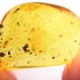 Rare Weevil In Dominican Amber