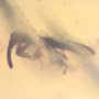 Rare Weevil In Dominican Amber