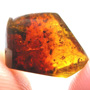 Common Weevil In Dominican Amber