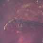 Common Weevil In Dominican Amber