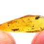 Rare Weevil In Dominican Amber