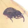 Rare Weevil In Dominican Amber