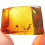 Rare Weevil In Dominican Amber