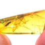 Rare Weevil In Dominican Amber
