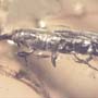 Rare Weevil In Dominican Amber