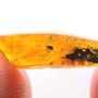 Rare Weevil In Dominican Amber