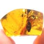 Rare Weevil In Dominican Amber