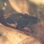 Rare Weevil In Dominican Amber