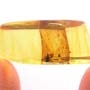 Rare Weevil In Dominican Amber