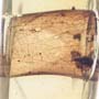 Rare Weevil In Dominican Amber