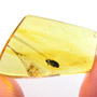 Rare Weevil In Dominican Amber