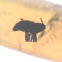 Rare Weevil In Dominican Amber