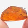 Rare Weevil In Dominican Amber
