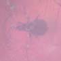 Rare Weevil In Dominican Amber