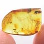Rare Weevil In Dominican Amber